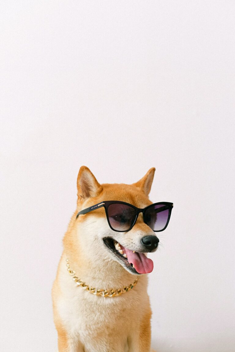 Shiba Inu